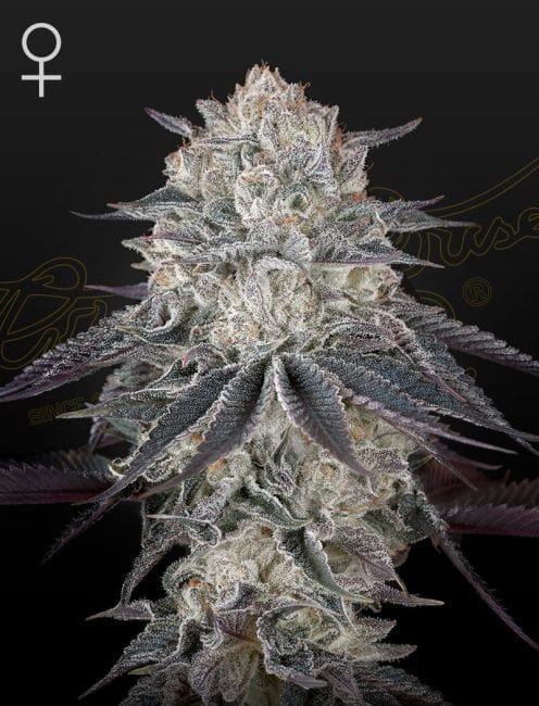 Franco's Fullgas Feminised Seeds-GH-FULLGAS-FEM