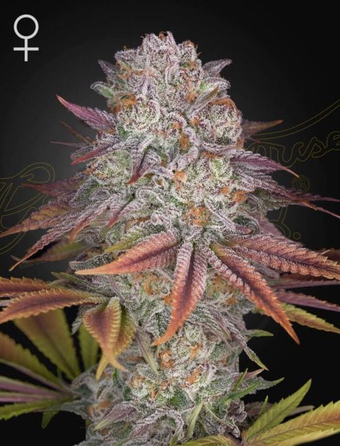 Pulp Friction Feminised Seeds-GH-PFRIC-FEM