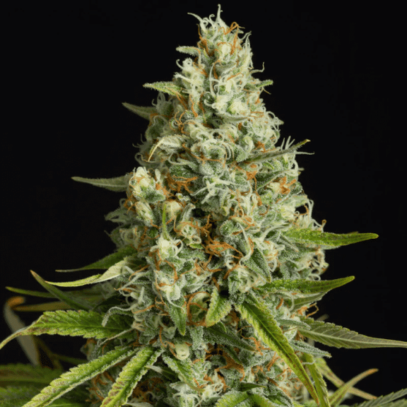 Amnesia Lemon Feminised Seeds-SIL-AMNLEM-FEM