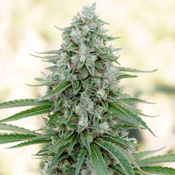 Critical Mango Feminised Seeds-SIL-CRMAN-FEM