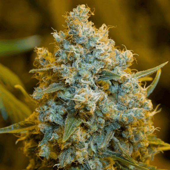 Critical Jack Feminised Seeds-SIL-CRJ-FEM