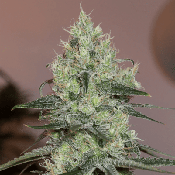 Original Amnesia Feminised Seeds-SIL-ORAMN-FEM