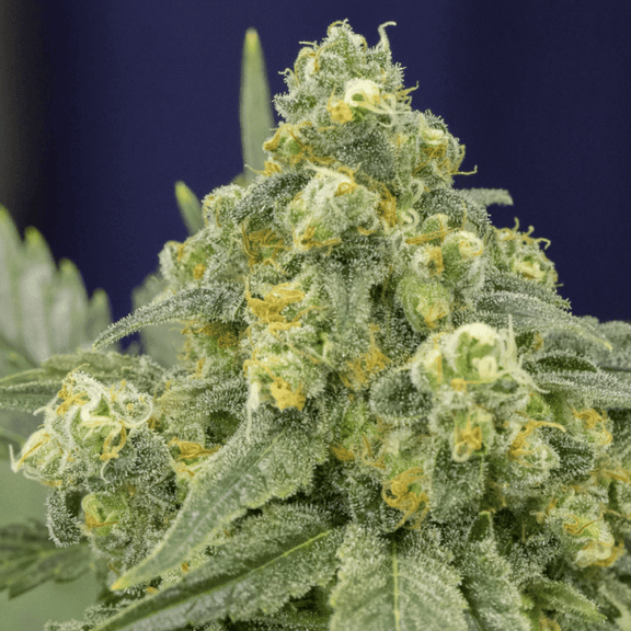 White Widow Feminised Seeds-SIL-WW-FEM