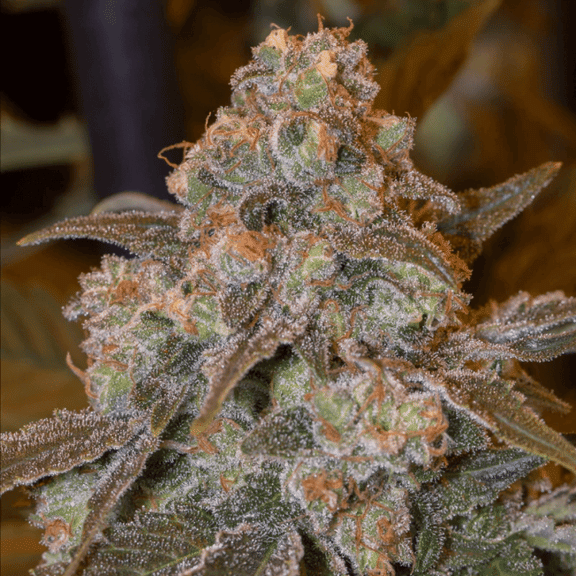 Gorilla Frost Feminised Seeds-SIL-GORFR-FEM