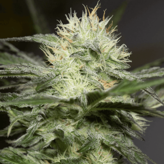 Lemon Sorbet Feminised Seeds-SIL-LSORB-FEM