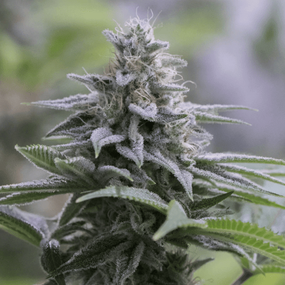 Zkittlez 2.0 Feminised Seeds-SIL-ZK2-FEM