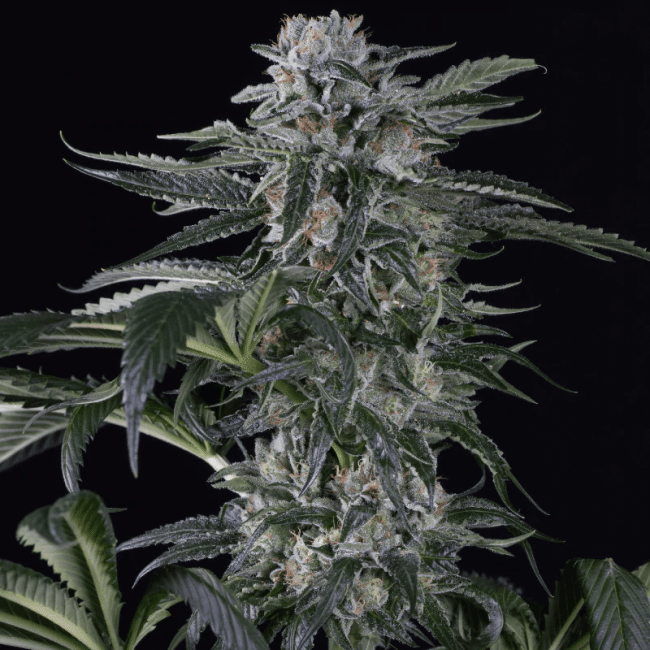 Moby Dick Auto Feminised Seeds-SIL-MBD-AUTO-FEM
