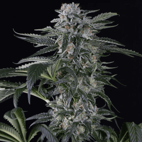 Moby Dick Auto Feminised Seeds-SIL-MBD-AUTO-FEM
