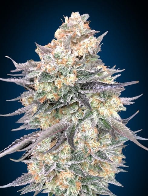 Blue Dream Feminised Seeds-00S-BLDR-FEM