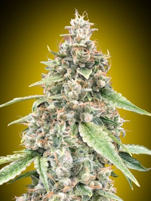 Lemon OG Auto Feminised Seeds-00S-LEMOG-AUTO-FEM