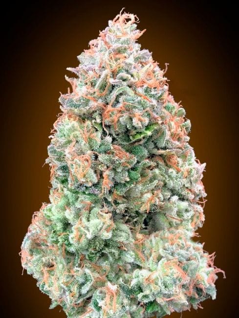 Chocolate Skunk XXL Auto Feminised Seeds-00S-CHSKXXL-AUTO-FEM