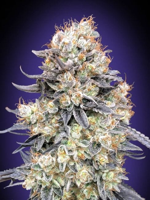 Purple Punch Auto Feminised Seeds-00S-PURPUN-AUTO-FEM