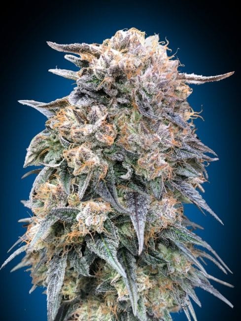 00 Kush Fast Feminised Seeds-00S-00K-FAST-FEM