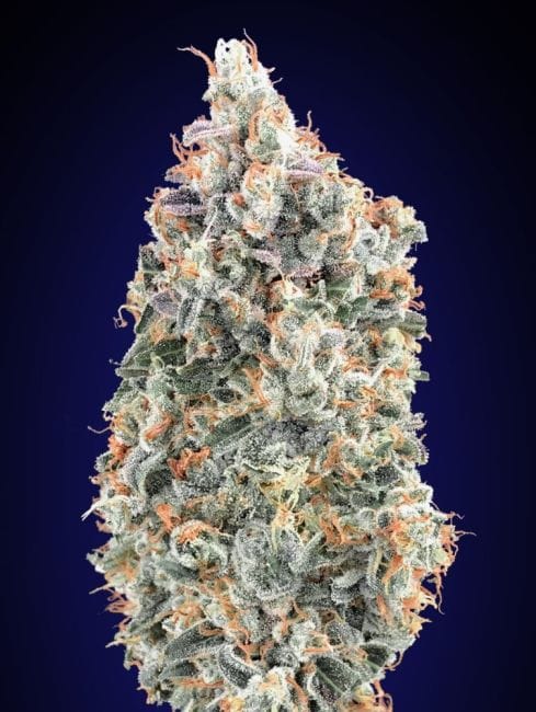 Blueberry Fast Feminised Seeds-00S-BLU-FAST-FEM