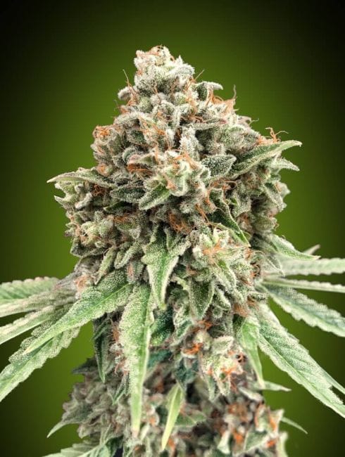Sweet Critical Fast Feminised Seeds-00S-SWC-FAST-FEM