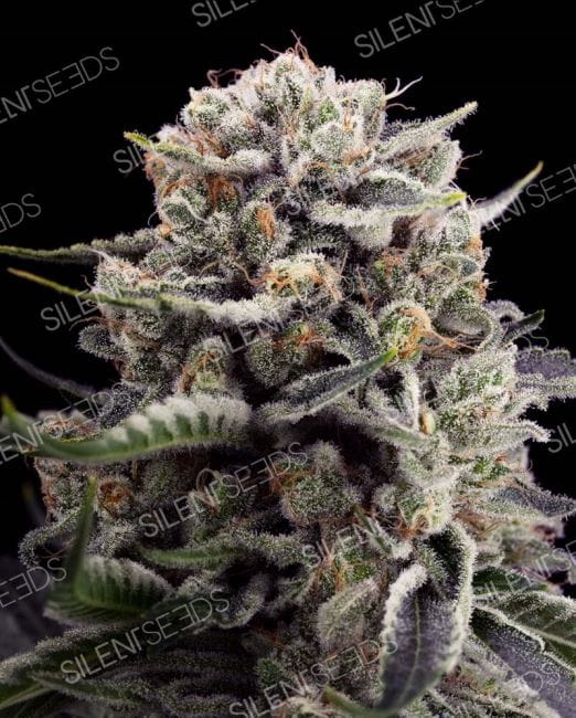 B45 Feminised Seeds-SIL-B45-FEM
