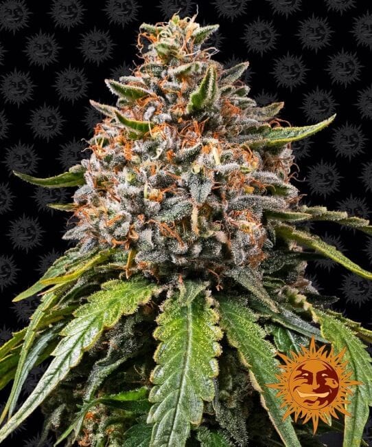 White Widow XXL Feminised Seeds-BFS-WWXXL-FEM