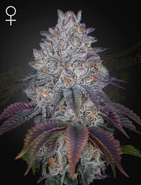 King's Tart Feminised Seeds-GH-KTART-FEM