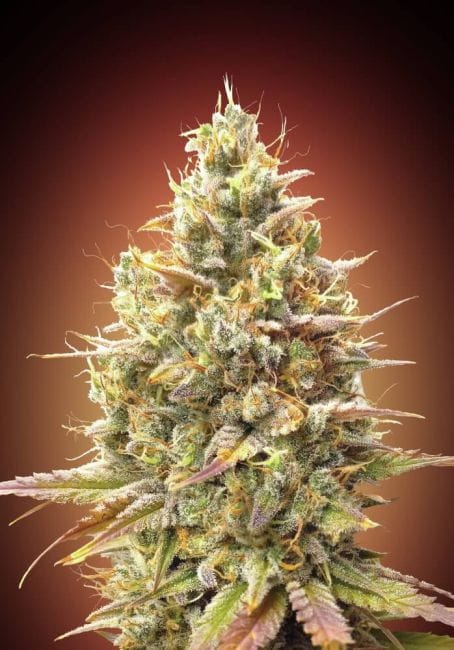 Strawberry Banana Auto феминизирани семена-ADV-STRBAN-AUTO-FEM
