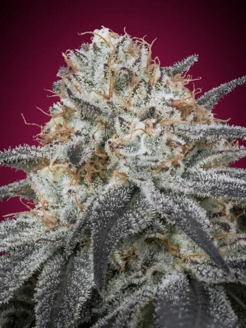 Slurricane Auto Feminised Seeds-ADV-SLUR-AUTO-FEM
