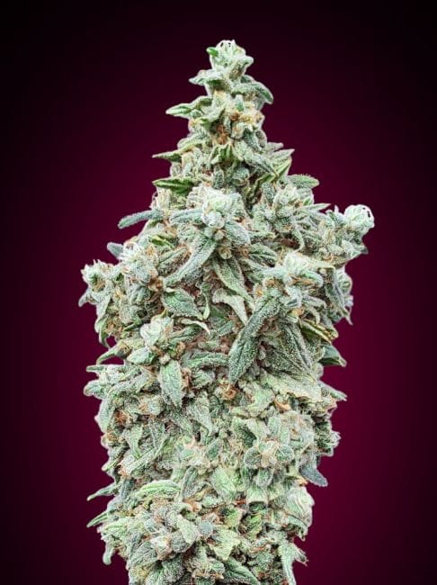 Cherry Pie Feminised Seeds-ADV-CHPIE-FEM
