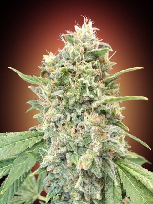 Strawberry Banana Feminised Seeds-ADV-STRBAN-FEM