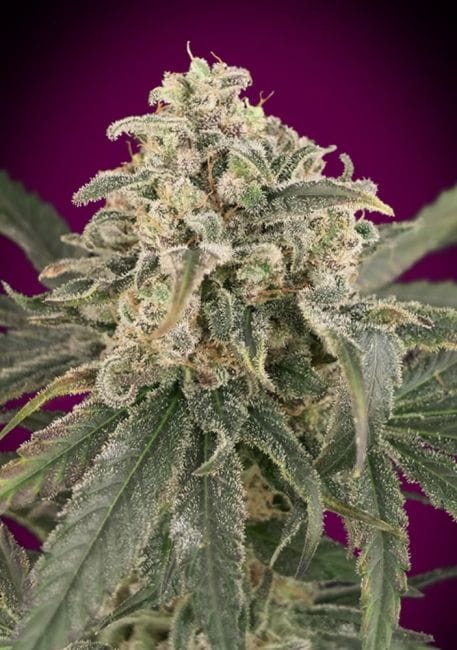 Amnesia XXL Auto Feminised Seeds-ADV-AMNXXL-AUTO-FEM