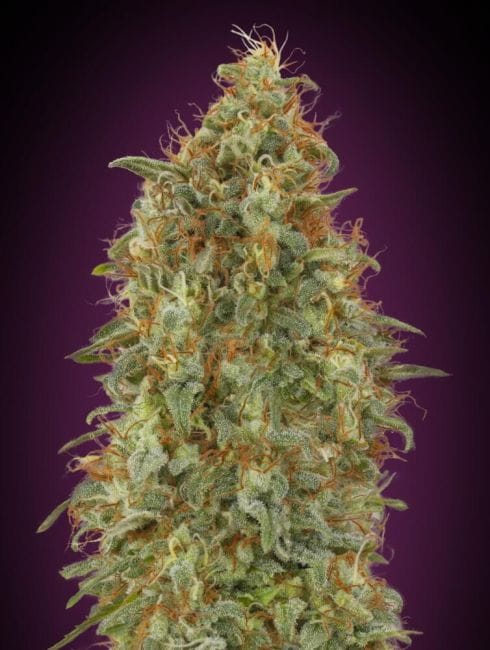 Zkittlez Fast Feminised Seeds-ADV-ZKIT-FAST-FEM