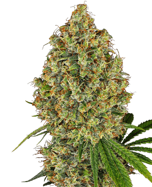 AK-420 Feminised Seeds-WHITE-AK420-FEM