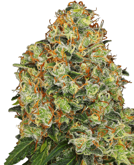 Sweet Tangerine Tango Auto Feminised Seeds-WHITE-SWTT-AUTO-FEM
