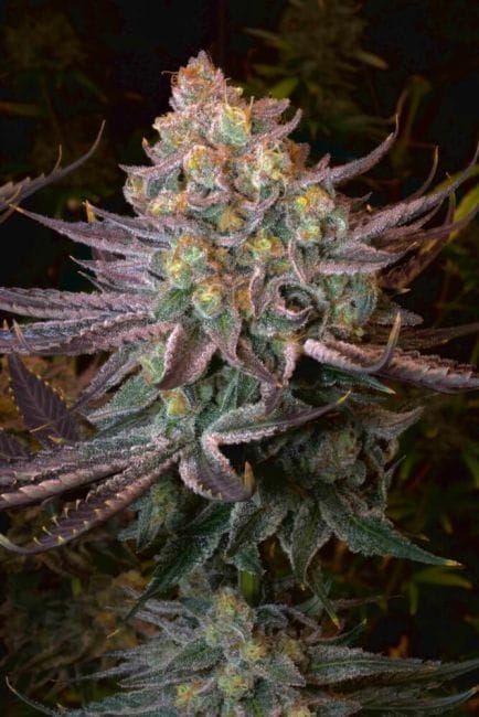 Seriotica Feminised Seeds-SRS-SRTA-FEM