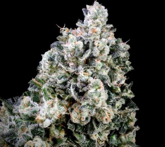 Papaya Bomb x Cotton Candy Fast Feminised Seeds-ATL-PBXCC-FAST-FEM