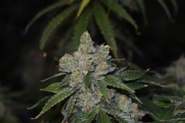Gorilla Glue Auto Feminised Seeds-PHIL-GG-AUTO-FEM