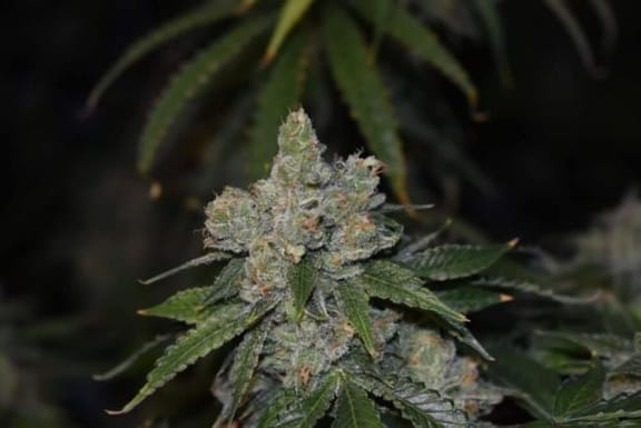Gorilla Glue Auto Feminised Seeds-PHIL-GG-AUTO-FEM