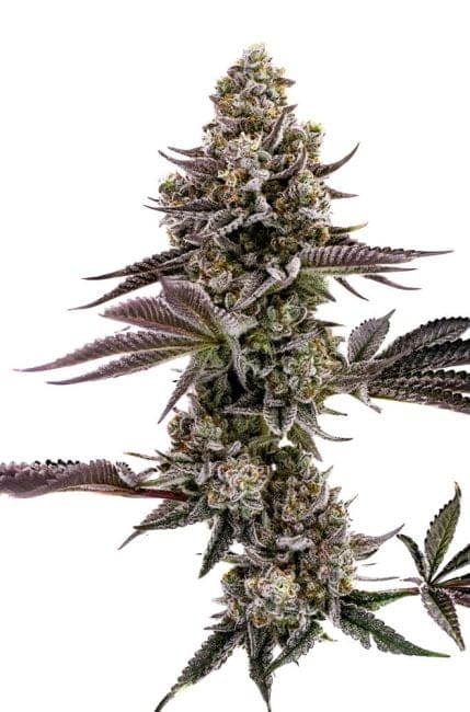 Blueberry Cupcake Feminiseret Frø-HUMB-BBC-F