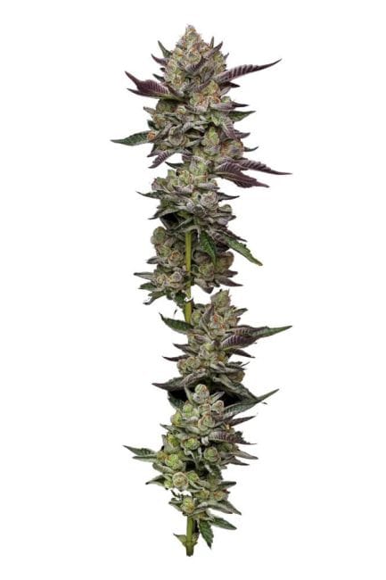 Poddy Mouth Feminised Seeds-HUMB-PDM-F