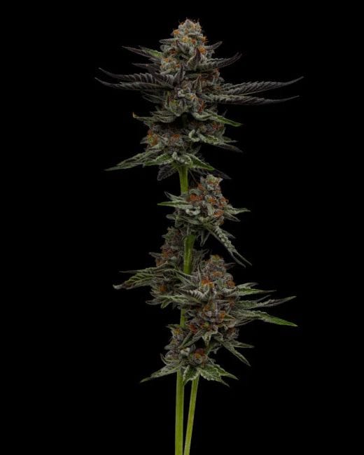 Vanilla Créme Pie Feminised Seeds-HUMB-VCP-F