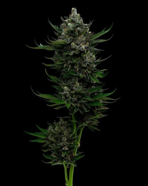 All Gas OG Auto Feminised Seeds-HUMB-AGOA-F