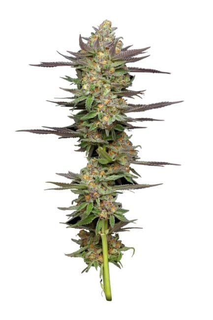 Mint Jelly Auto Feminized Seeds-HUMB-MTJA-F