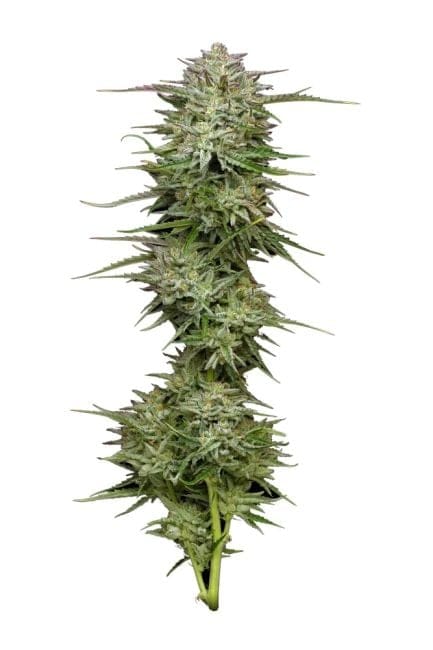 Pound Town Auto Feminized Seeds-HUMB-PTNA-F