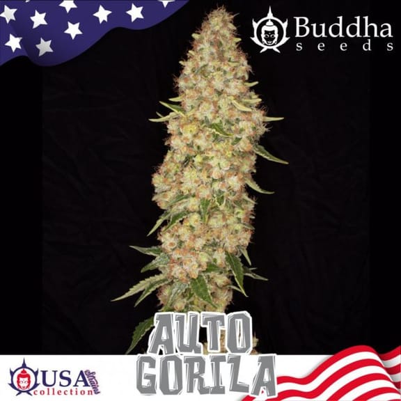 Gorila Auto Feminised Seeds-BS-BAGF
