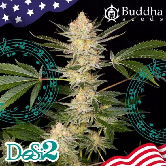 Buddha DoSi2 Feminised Seeds-BS-BD2F