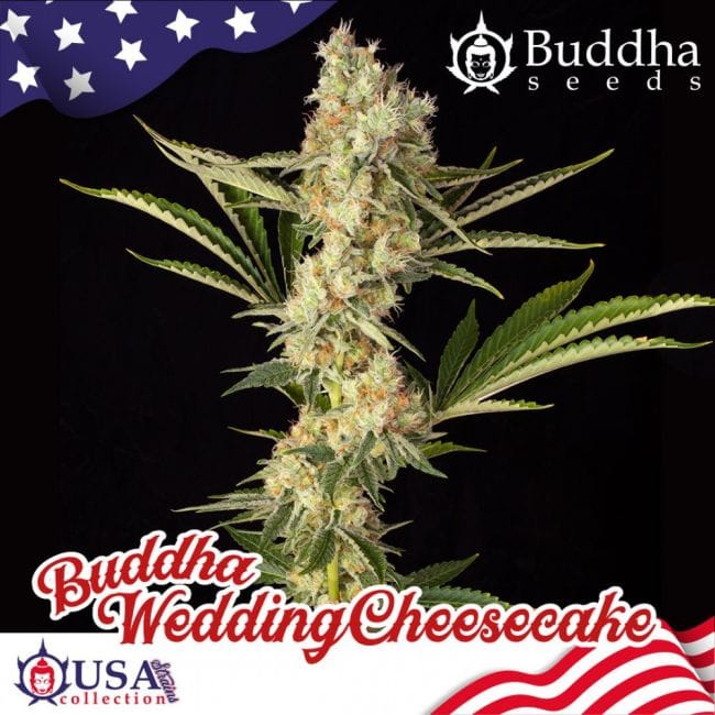 Buddha Wedding Cheesecake Feminised Seeds-BS-BWCF