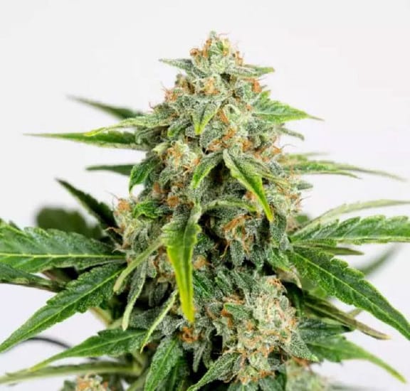 Amnesia Pure CBD Auto Feminised Seeds-HDS-AMP-CBD-AUTO-FEM