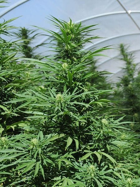 Green Crack 2.0 Feminised Seeds-HDS-GRCRK-Fem