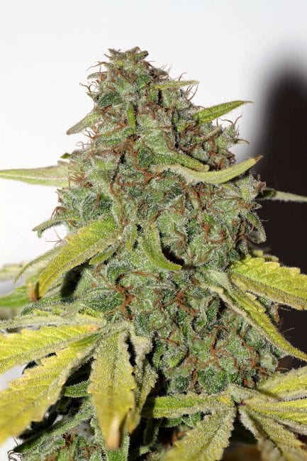 Velvet Bud Feminised Seeds-velvetbud