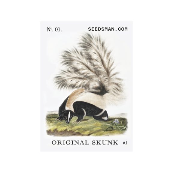 Original Skunk #1 Feminised Seeds-skunk-1