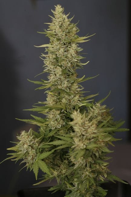 Tundra Auto Feminised Seeds-dp-tundra-fem