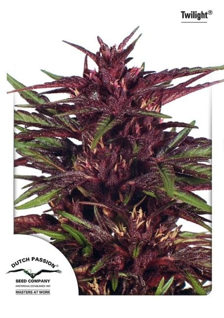 Twilight Feminisiert Saatgut-twilight