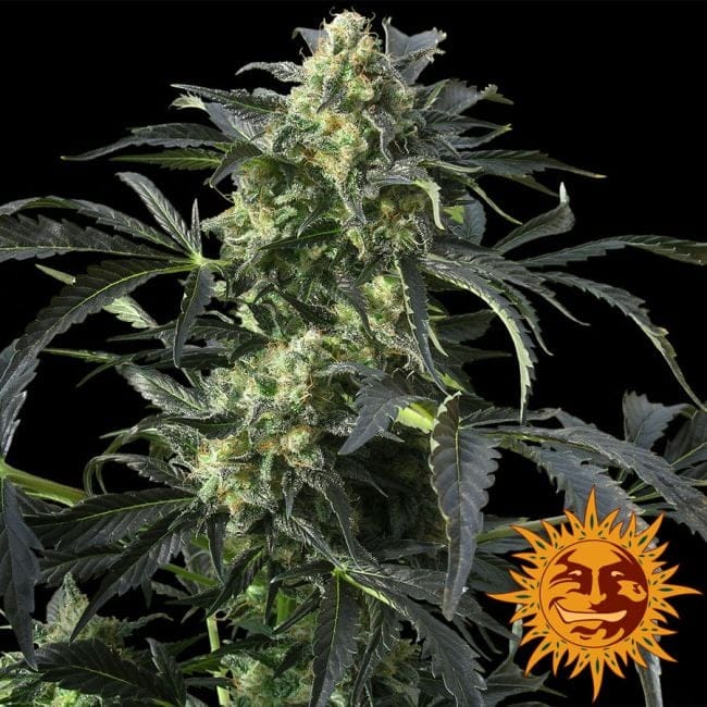 Crimea Blue Feminised Seeds-crimea-blue